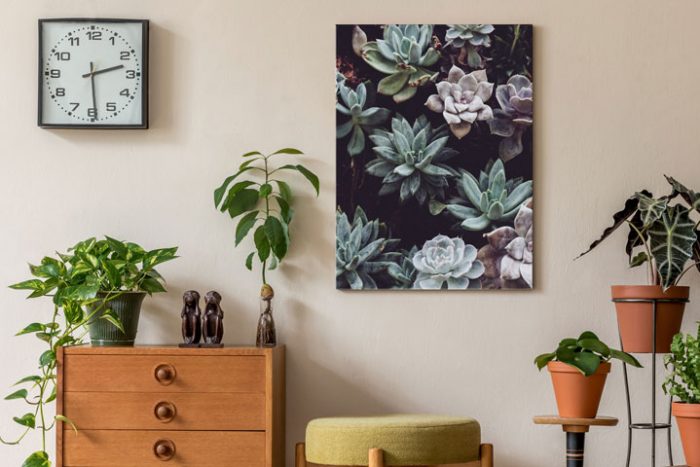 Plant Life